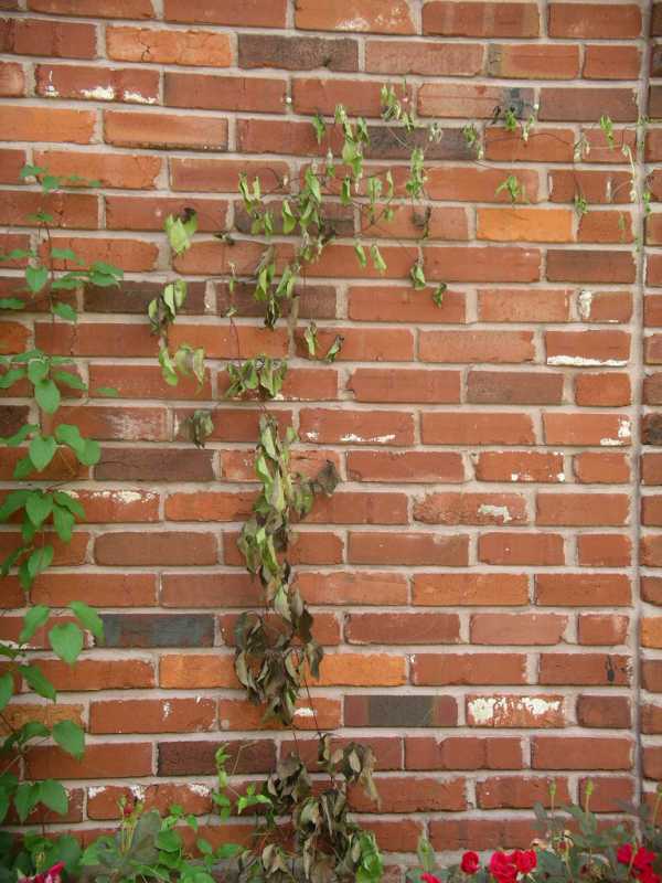 Problems With Clematis Leaves Septoria Host Plants Garden Orchard